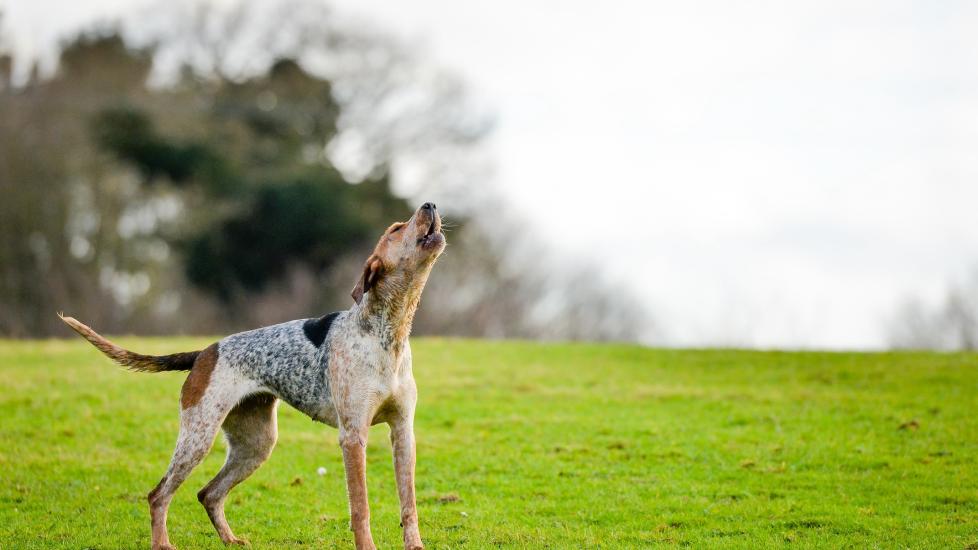 american english coonhound baying in a field