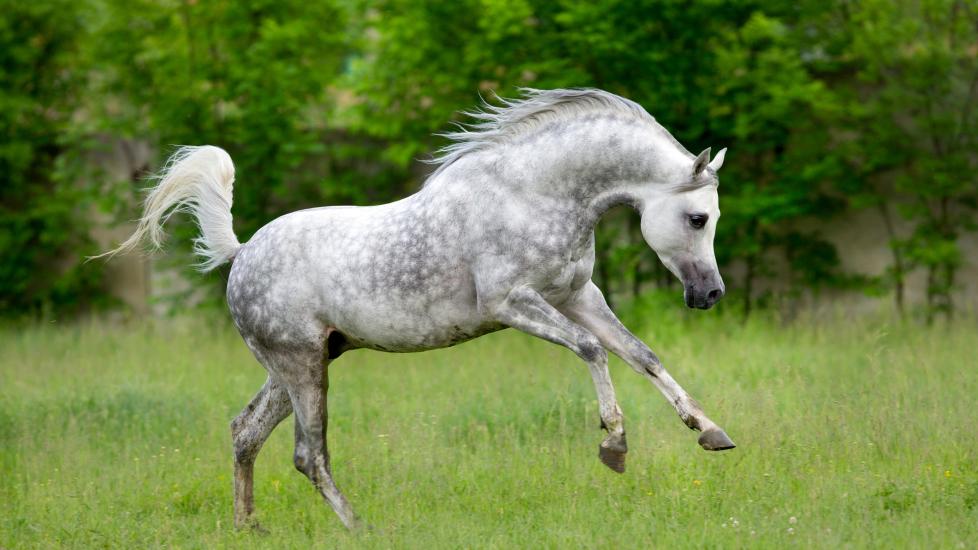 Arabian horse playing in a field