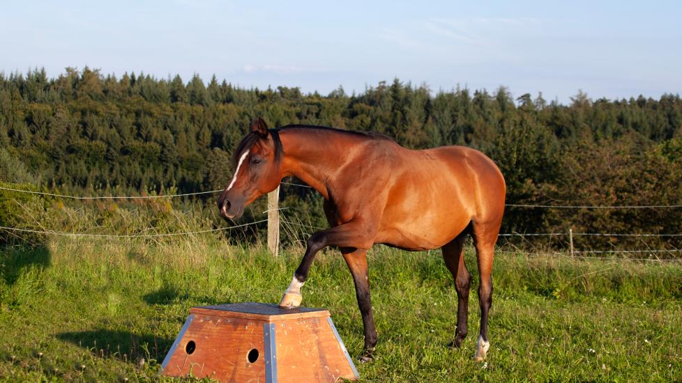 smart horse stepping up onto podium