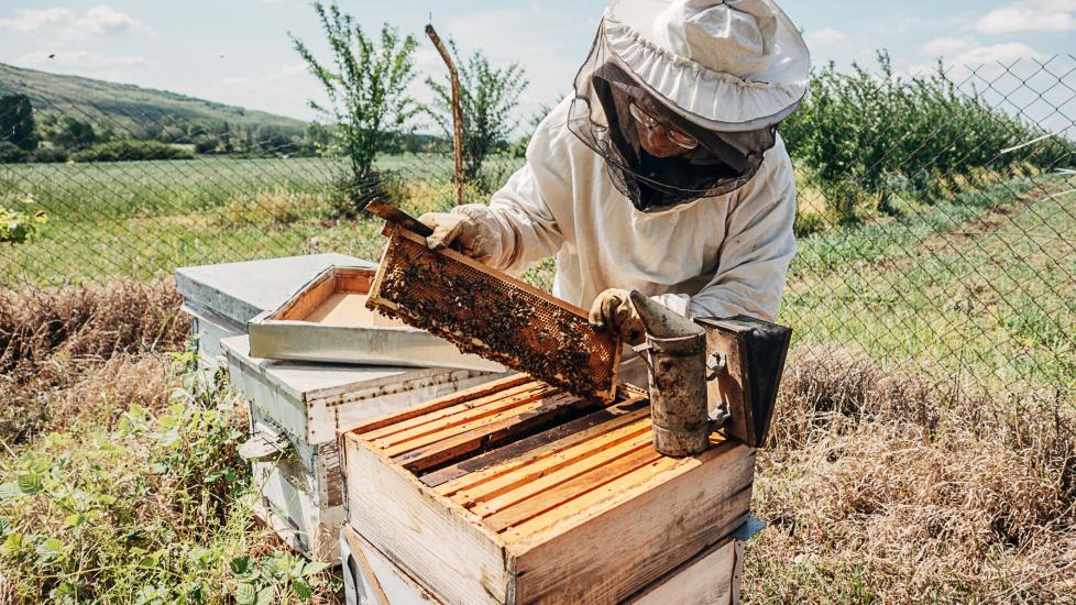 Beekeeping for beginners: A beekeeper checks their hive.