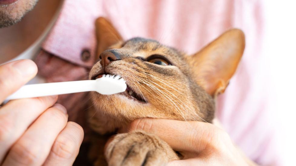 Cat having teeth brushed. The best cat toothbrushes are designed for their small mouths.