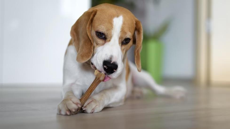 Dog gnawing on a dental chew. The best dental chews for dogs are is list are approved by the Veterinary Oral Health Council.