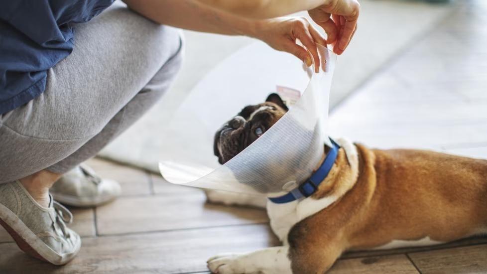 Dog wearing a plastic recovery collar. The best recovery collars create a barrier between the dog and wound yet are comfortable. 