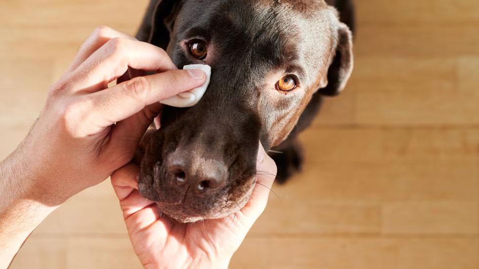 Person wiping dogs under eye area. The best dog tear stain removers won't irritate skin.