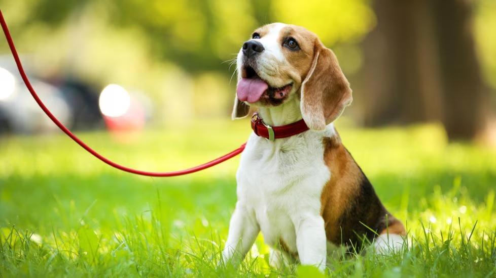 Dog sitting in grass, which is a good way to get fleas and ticks if they're not treated with best dog flea and tick medications