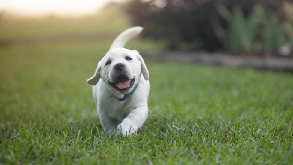 Puppy running in field. The best flea and tick prevention for puppies will help keep your puppy safe from such outdoor parasites.