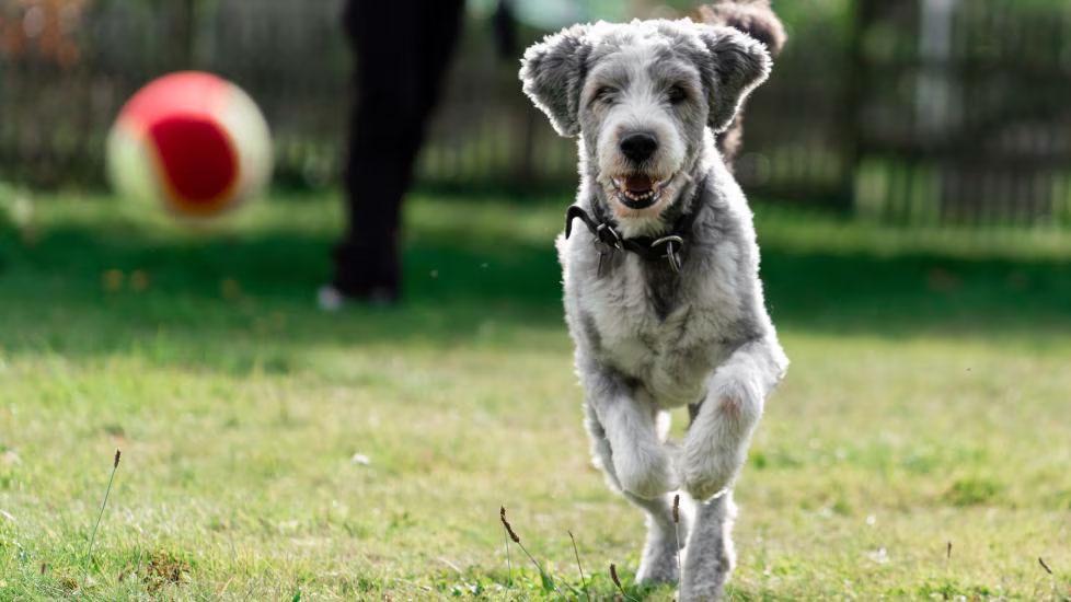 Dog running after ball being thrown. The best joint supplements for dogs can help keep canines active.