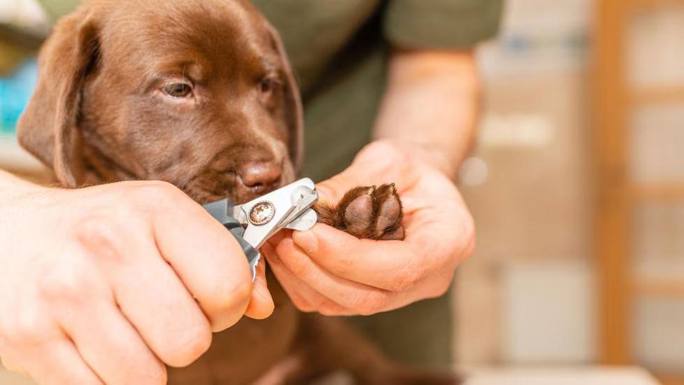 Image showcasing 8 Best Nail Clippers for Dogs in 2025, Recommended by Vets | PetMD