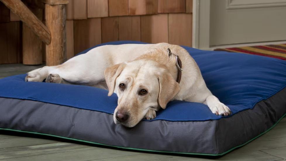 Dog lying on an orthopedic dog bed. The best orthopedic dogs beds provide support