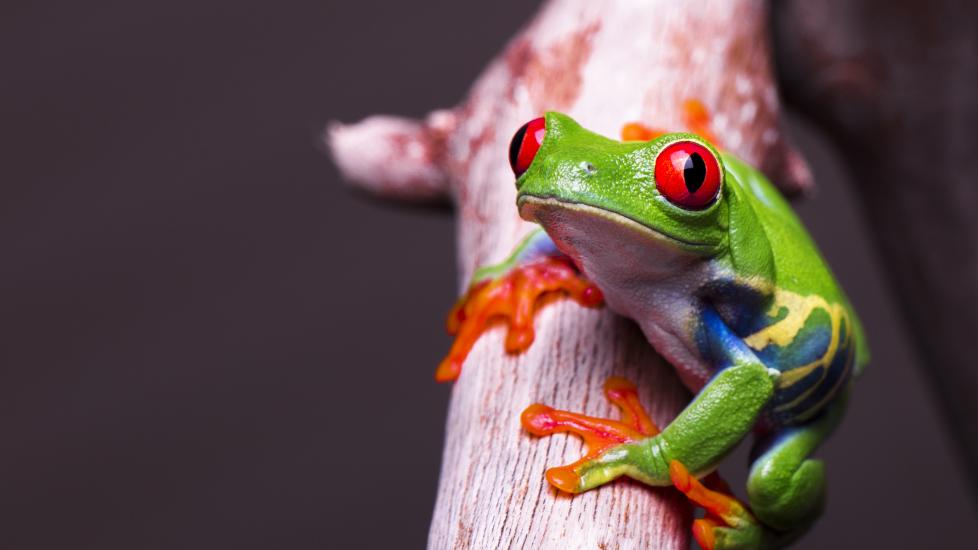 Photo of a red eyed tree frog, one of the best pet frogs.