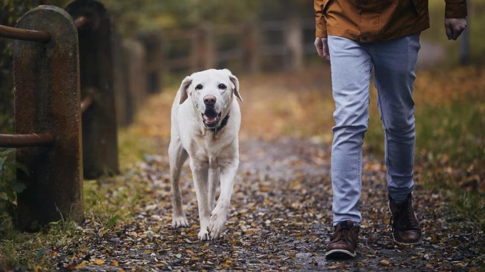 Older dog walking outside. The best senior dog supplements can help them maintain mobility. 