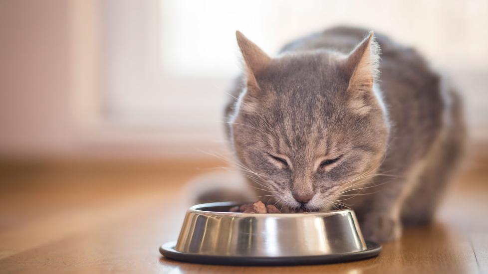 Cat eating wet cat food. The best wet cat foods are complete and balanced for their life stage.