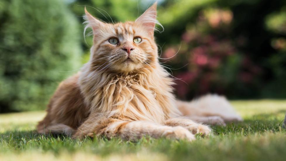 orange maine coon, a big cat breed, lying in grass in the sun