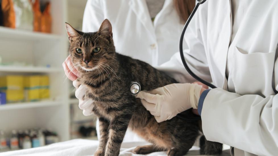 brown tabby cat being examined by a vet for bird flu in cats