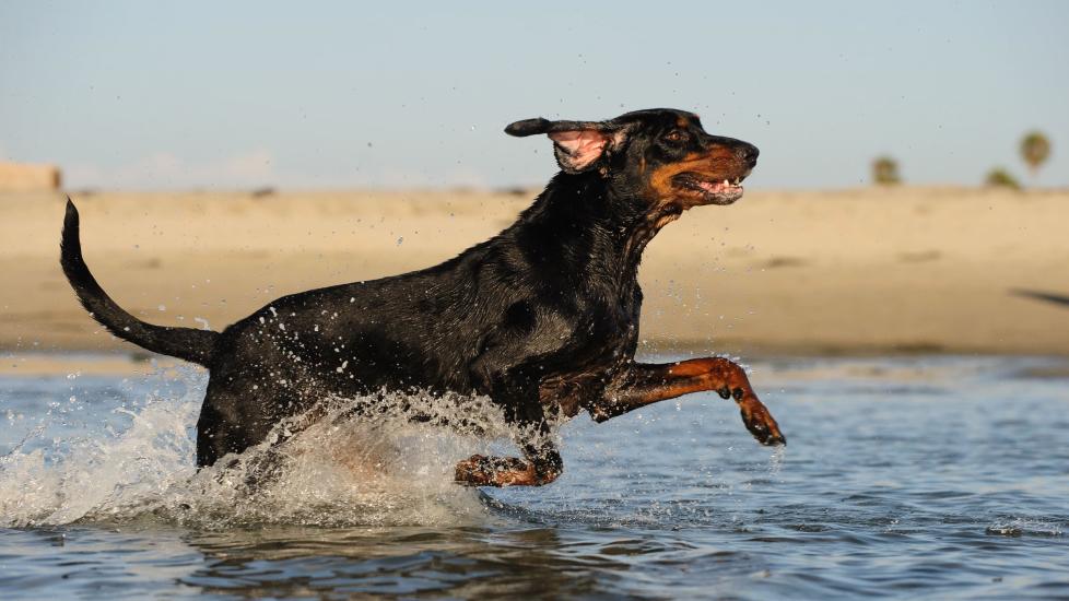 black and tan coonhound running through water on a beach