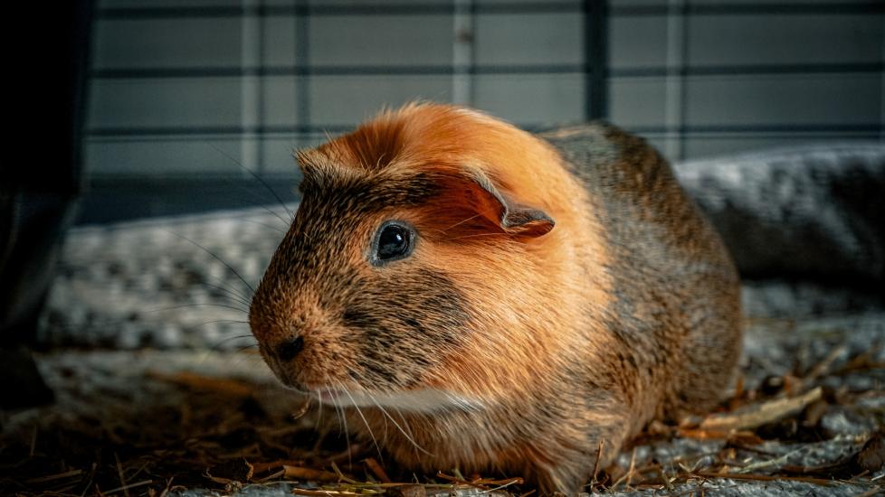 Bumblefoot in guinea pigs: A guinea pig grazes on hay in their cage.