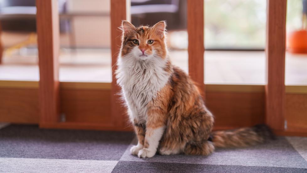 Cat dragging butt: A cat sits on a carpet after cat scooting.