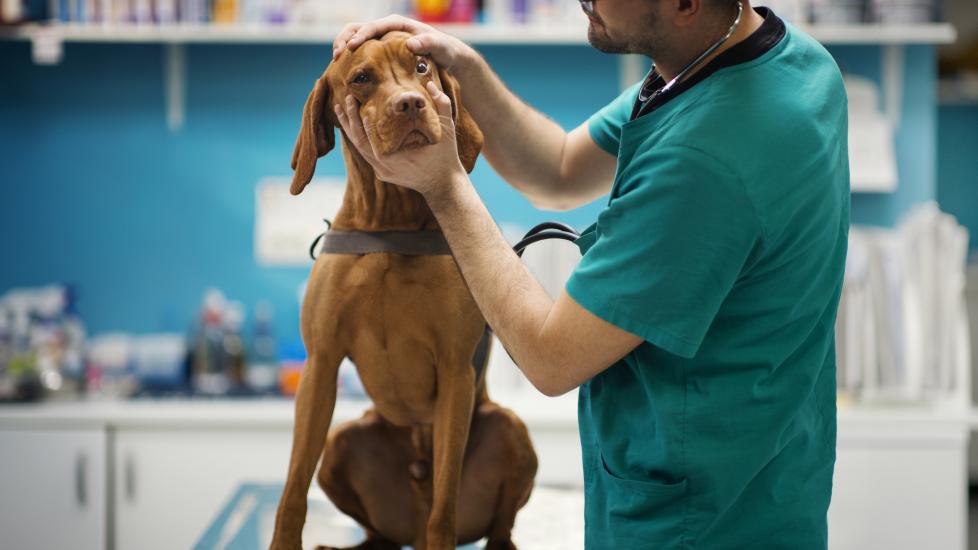 Cataract surgery for dogs. A dog's eyes are examined by a vet.