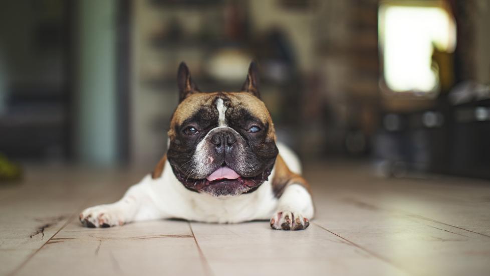 A French Bulldog lays on the floor with one cloudy eye, which is a symptom of cataracts in dogs.