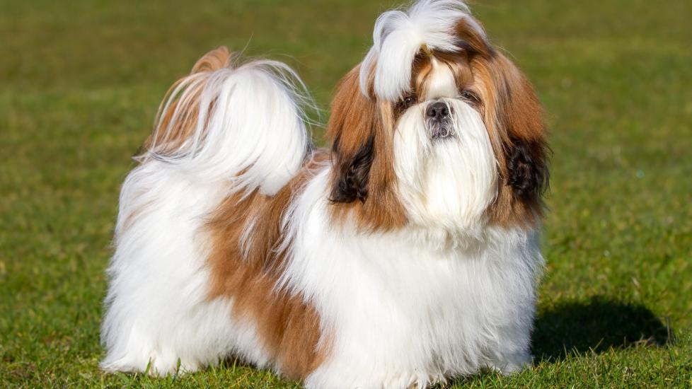 a fluffy brown and white shih tzu, a chinese dog breed, standing in grass