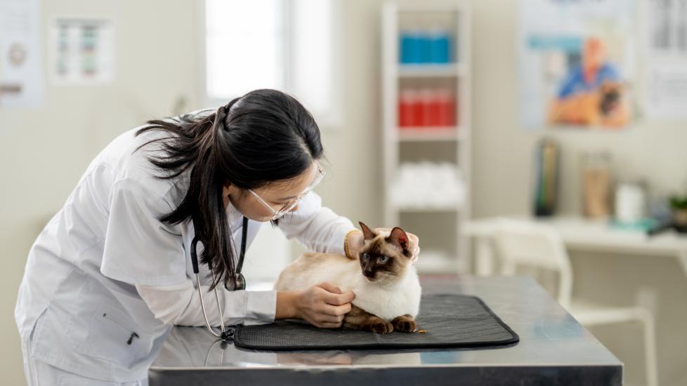 A veterinarian checks a feline for cleft palate in cats.