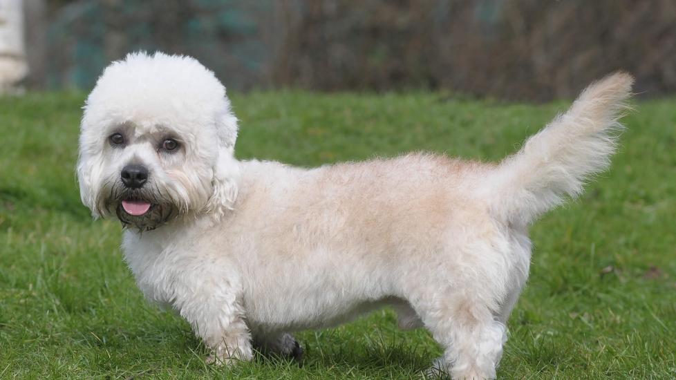 a cream-colored dandie dinmont terrier standing to the side in grass, tail up and tongue out