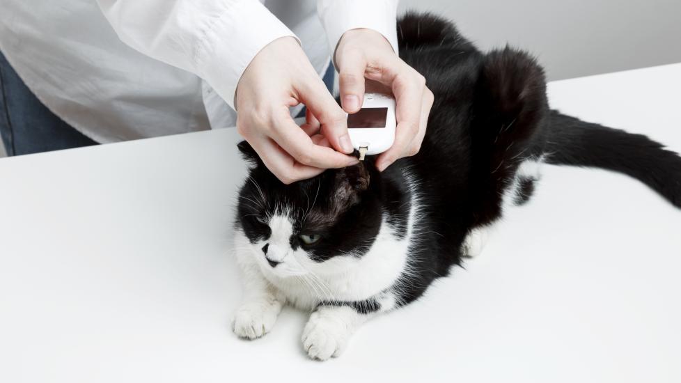 A vet tests a pet for diabetes in cats by using a glucometer.