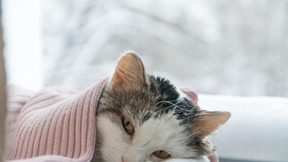 A cat sits by the window, looking sad—but can cats cry?