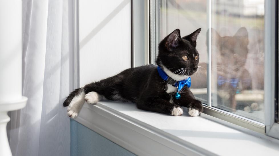 Small Apartment Keep Cats Entertained While Gone Do Cats Get - Main Image