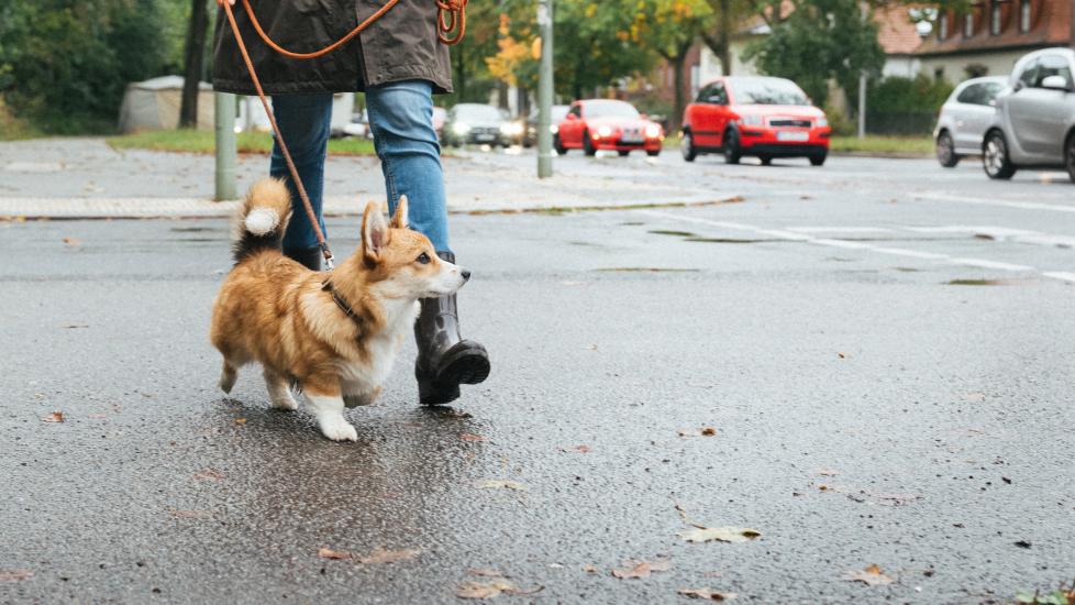 What to do if your dog was hit by a car: A pet parent keeps their dog safe from traffic while on walk.