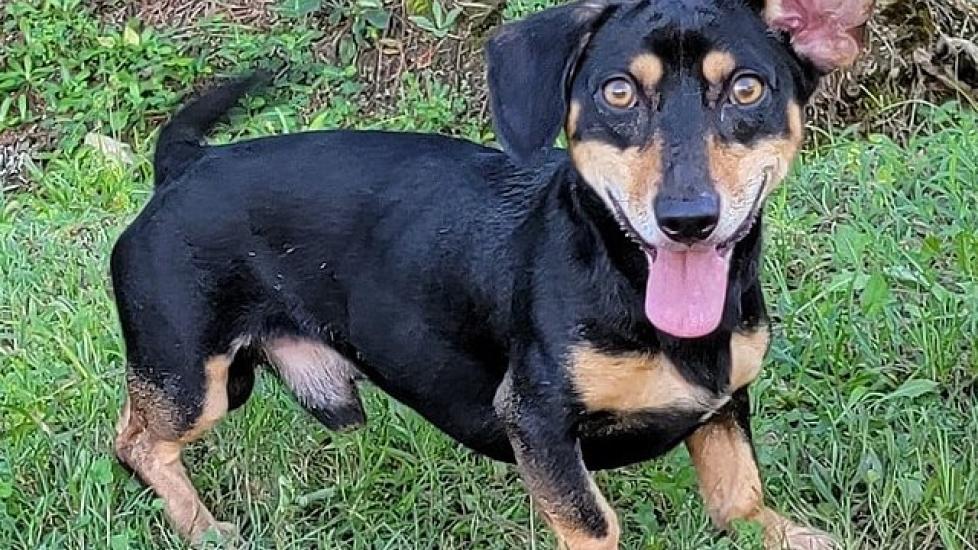 black and tan dorgi, a dachshund and corgi mix breed, standing in grass with one ear up