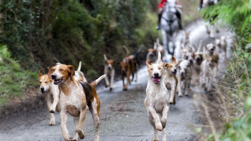 group of english foxhounds running on a fox hunt with a hunter on a horse following