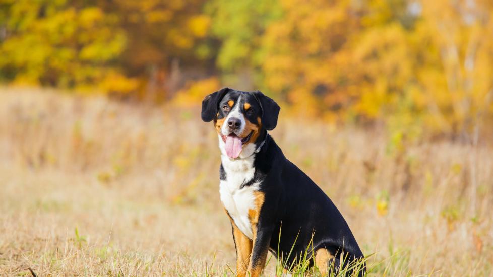 entlebucher mountain dog sitting in dry grass, looking at the camera with his tongue out