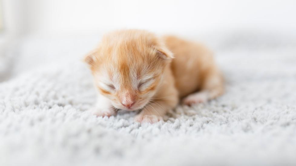 small newborn orange tabby kitten by itself, possibly experiencing fading kitten syndrome