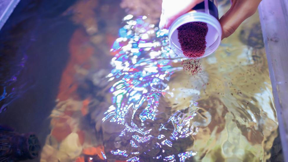 What Do Fish Eat? Your Guide To Feeding Pet Fish PetMD