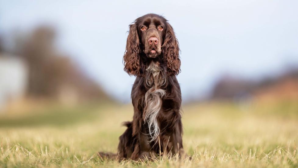 brown field spaniel sitting in a field in shallow focus