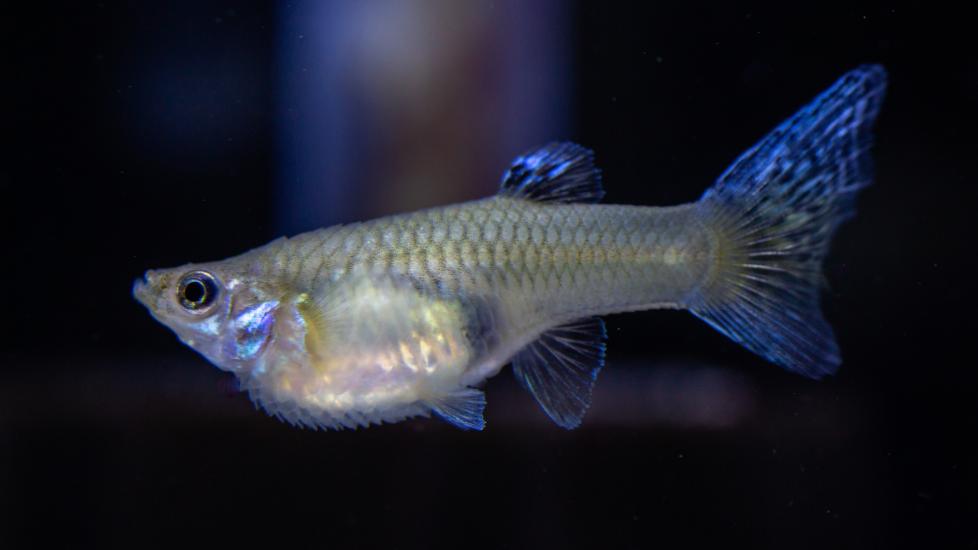 Guppy fish with possible dropsy condition