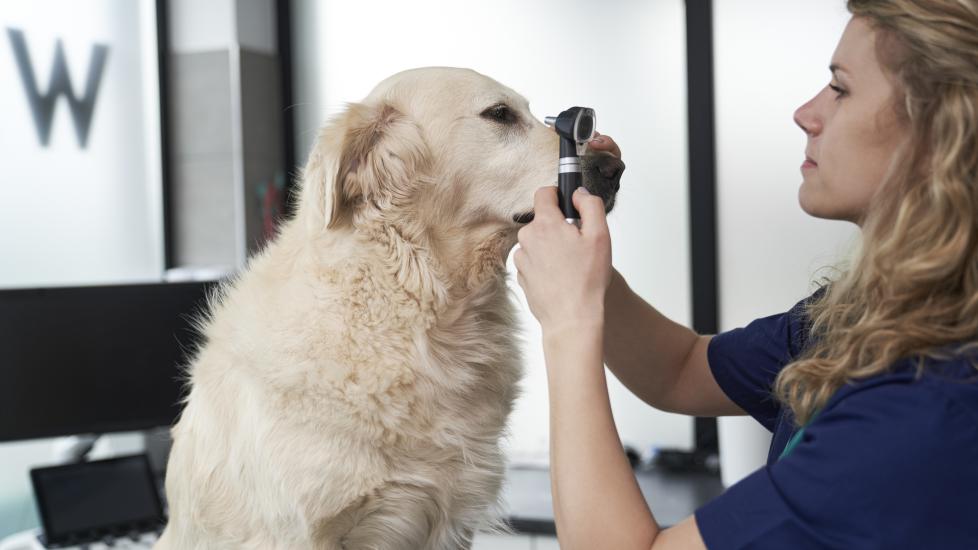 A vet looks at a pup to check for glaucoma in dogs.