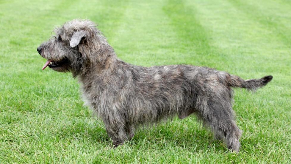 gray glen of imaal terrier standing to the side in grass