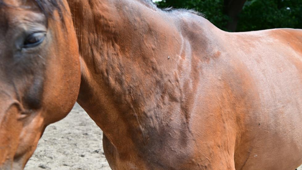 Brown horse with horse suspected hives on neck