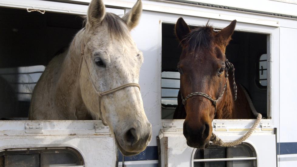 Two horses traveling in a horse trailer