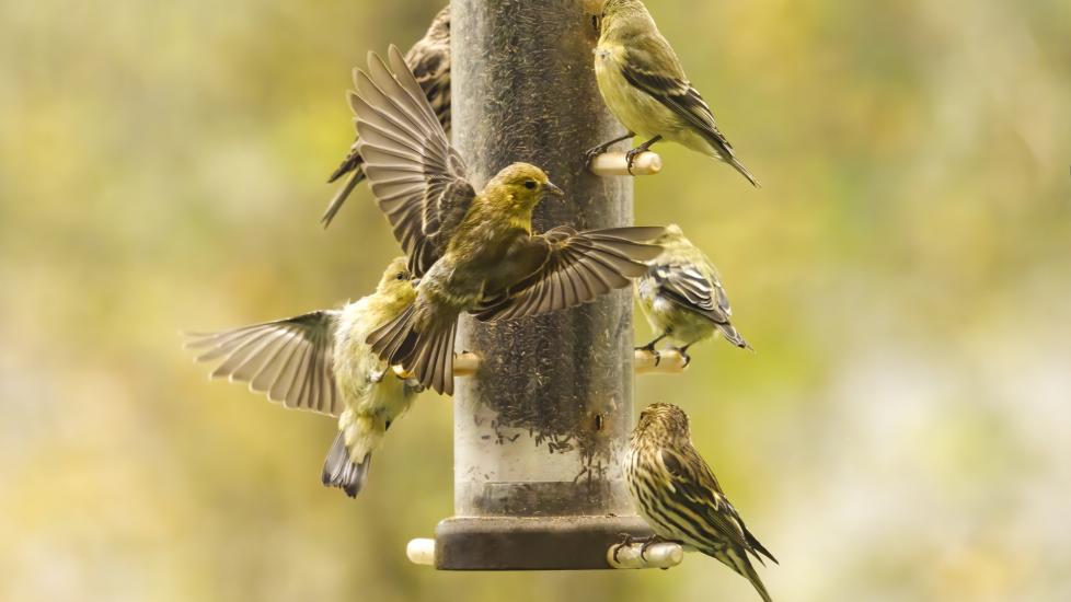 Goldfinches feeding at a bird feeder