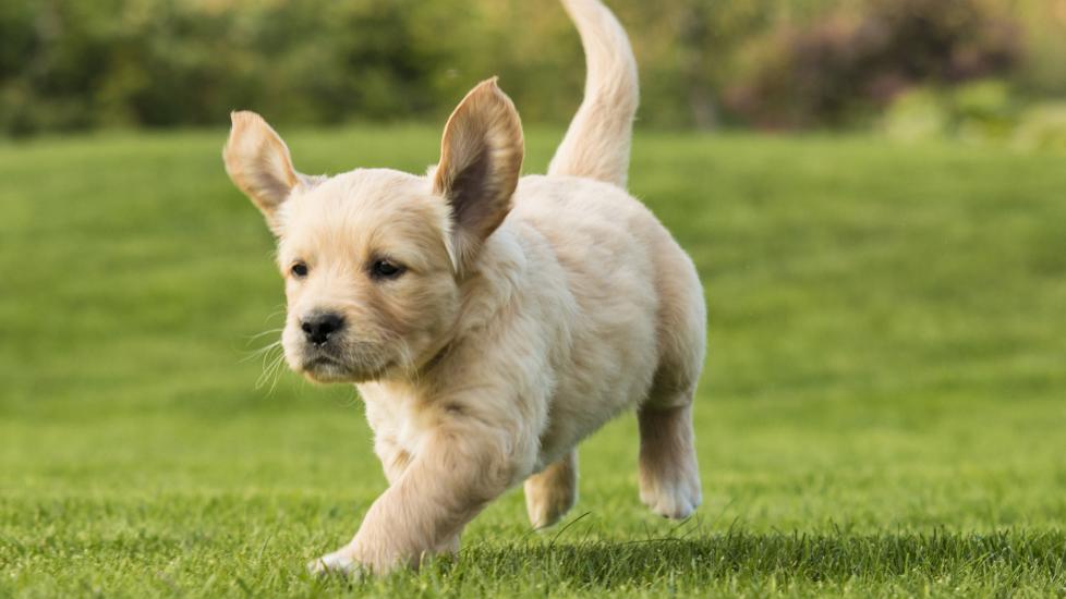 How to get rid of fleas in the yard: A puppy runs through the grass.