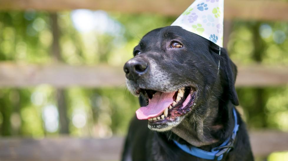 senior black lab wearing a birthday hat