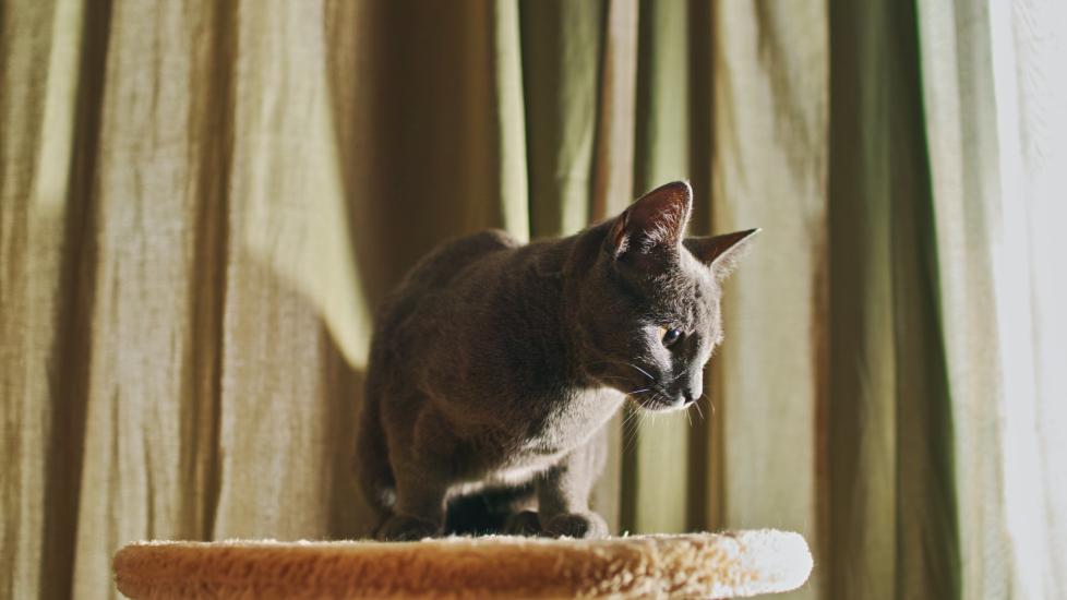 gray russian blue cat, which is an independent cat breed, sitting on top of a cat tree in front of a green curtain