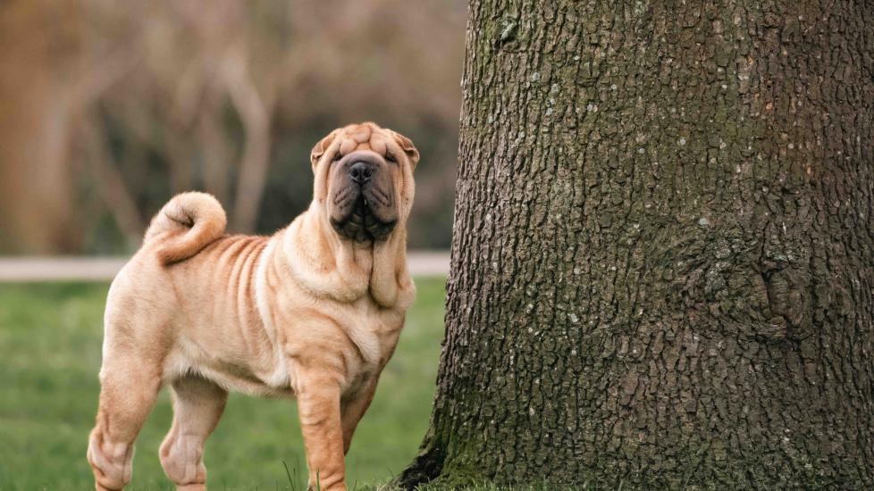 18 Independent Dog Breeds PetMD