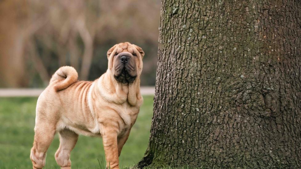 a chinese shar-pei, which is an independent dog breed, standing by a large tree