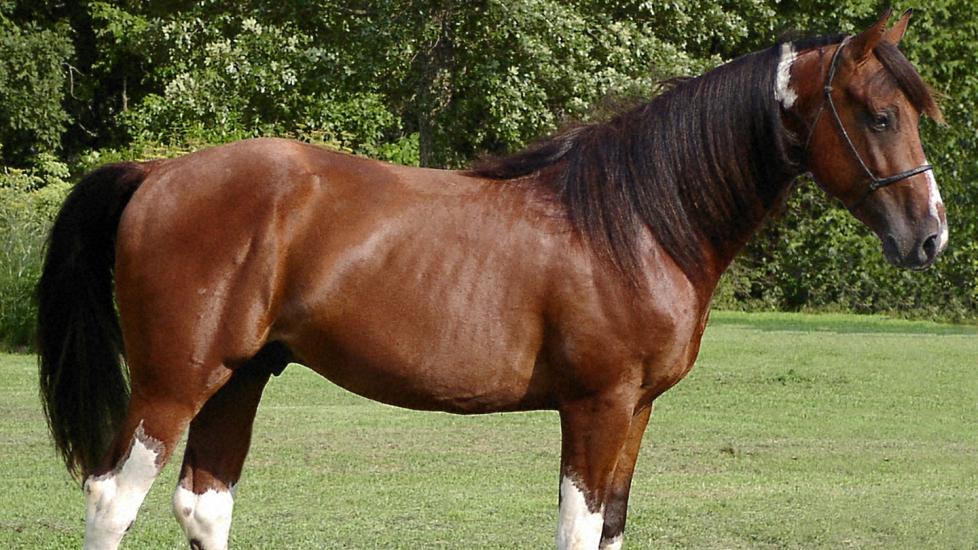 Missouri Fox Trotter stallion standing in a field