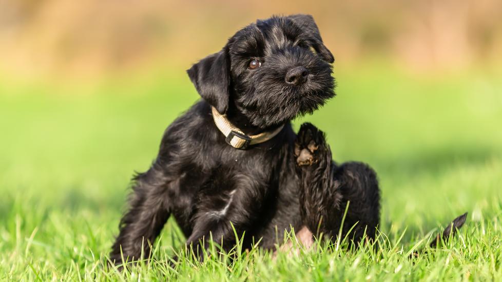 schnauzer puppy scratching ear: temaril-p for dogs can help with itching