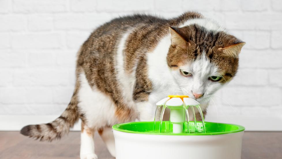 senior cat drinking water: methimazole for cats is given for hyperthyroidism